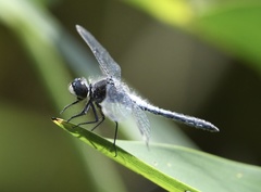 Leucorrhinia frigida