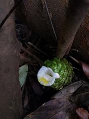 Costus dubius