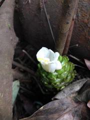 Costus dubius