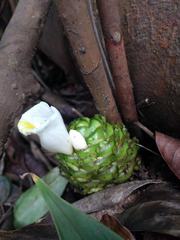 Costus dubius