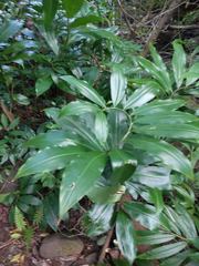 Costus dubius