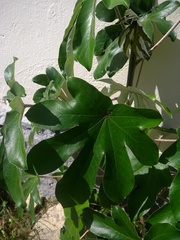 Cecropia pachystachya