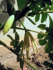 Cecropia pachystachya