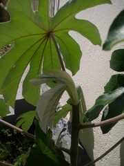 Cecropia pachystachya