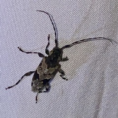 Graphisurus triangulifer