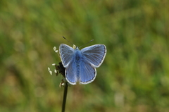 Polyommatus icarus
