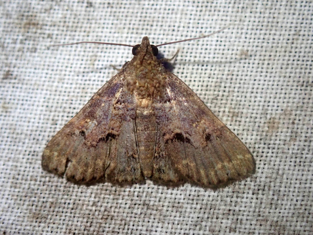 Bertula depressalis (Bertula depressalis)