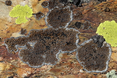 Rhizocarpon bolanderi