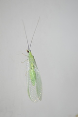 Chrysopa nigricornis