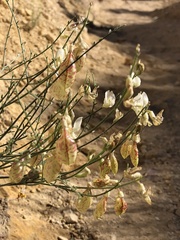Astragalus cusickii