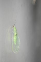 Chrysopa nigricornis