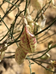 Astragalus cusickii