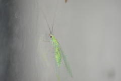 Chrysopa nigricornis