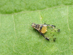 Sarucallis kahawaluokalani