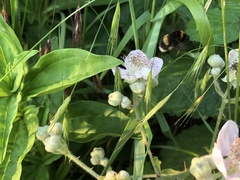 Bombus lucorum