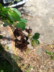 Pithecellobium diversifolium