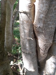 Pithecellobium diversifolium