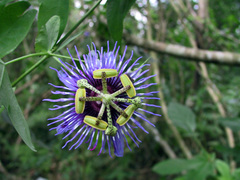 Passiflora amethystina