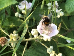 Bombus lucorum