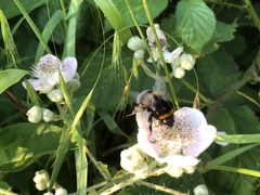 Bombus lucorum