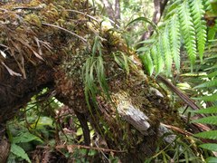 Psilotum complanatum