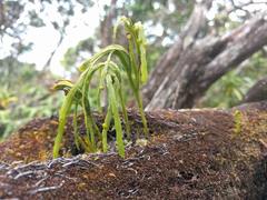 Psilotum complanatum