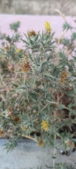 Carthamus lanatus