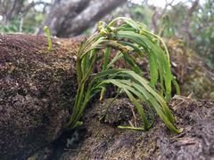 Psilotum complanatum