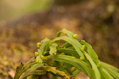 Psilotum complanatum