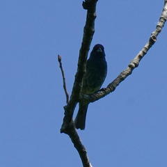 Passerina cyanea