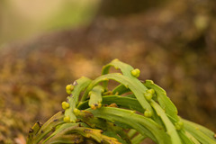 Psilotum complanatum