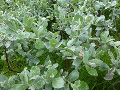 Salix lanata
