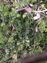 Hymenophyllum lanceolatum