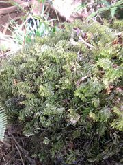 Hymenophyllum lanceolatum