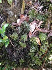 Hymenophyllum lanceolatum