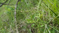 Dichanthelium perlongum