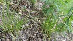 Dichanthelium perlongum