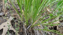 Dichanthelium perlongum