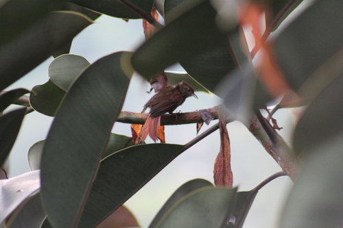 Ash-browed Spinetail (Cranioleuca curtata), photo 8