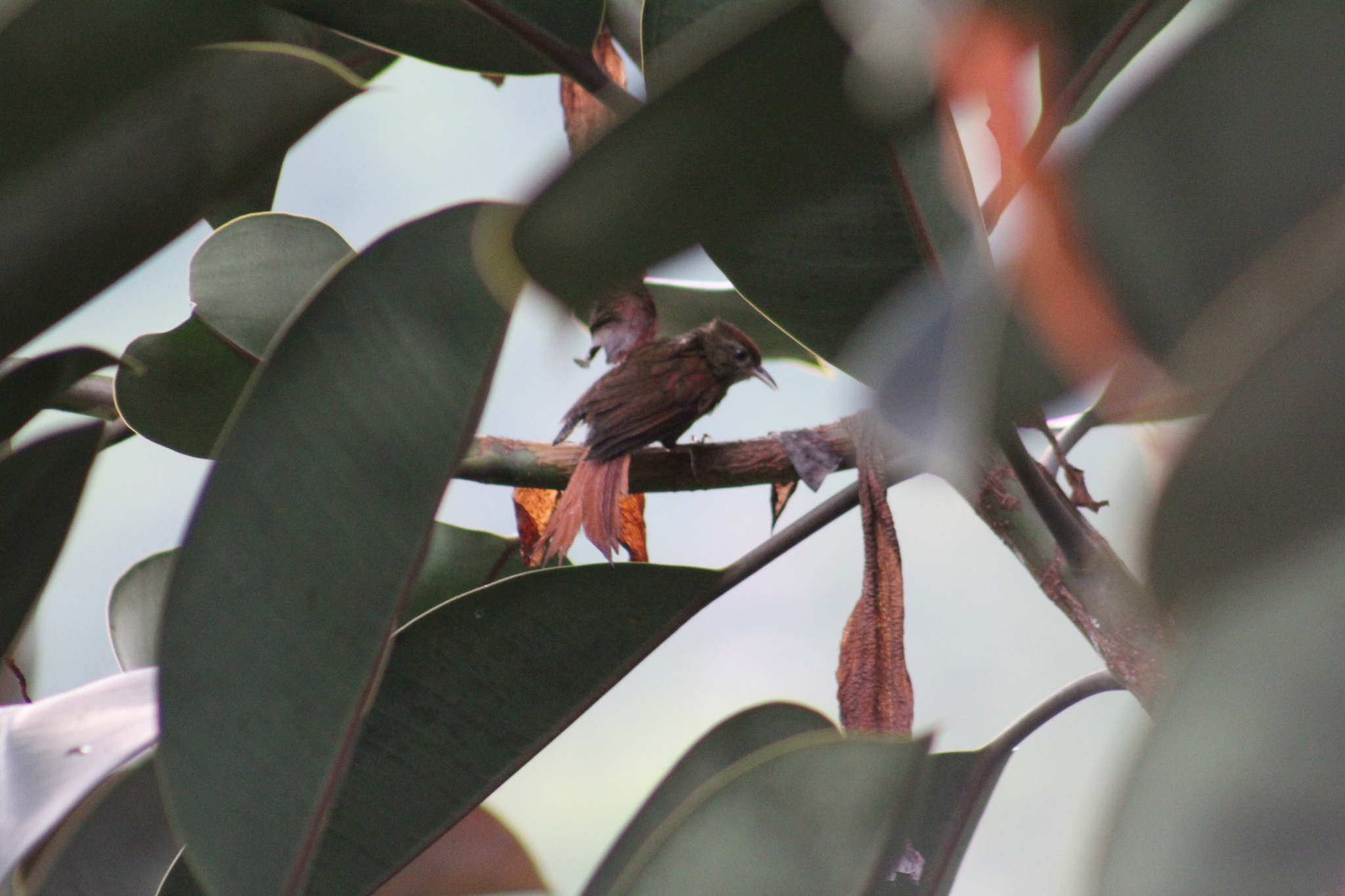 Ash-browed Spinetail (Cranioleuca curtata), photo 8