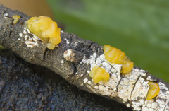 Tremella dactylobasidia