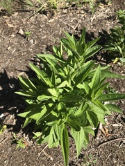 Asteroideae