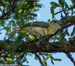 Pachyramphus viridis