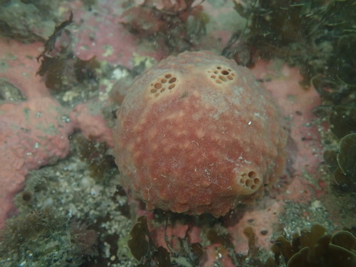 Aaptos globosa