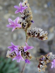 Limonium multiflorum