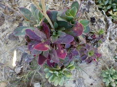 Limonium multiflorum