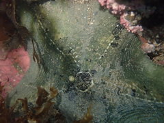 Stegnaster inflatus