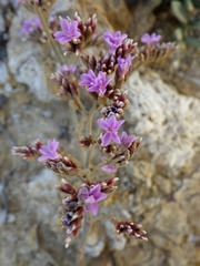 Limonium multiflorum