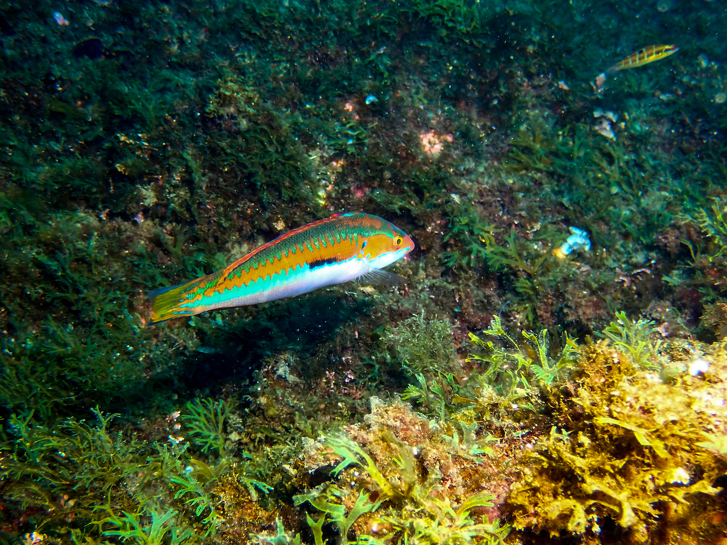 Mediterranean Rainbow Wrasse (Coris julis) · iNaturalist, image size:1440x1080