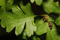 Phyllocoptes goniothorax